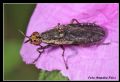 Euthycera zelleri